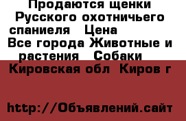 Продаются щенки Русского охотничьего спаниеля › Цена ­ 25 000 - Все города Животные и растения » Собаки   . Кировская обл.,Киров г.